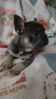 Yogi, a male French Bulldog for sale in Greenwood, FL – 8 of 10