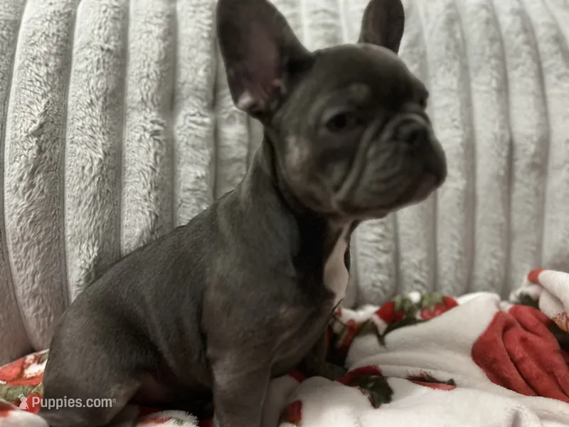 Charlotte – French Bulldog puppy for sale in Greenwood, FL