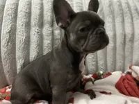 Charlotte, a female French Bulldog for sale in Greenwood, FL – 1 of 7