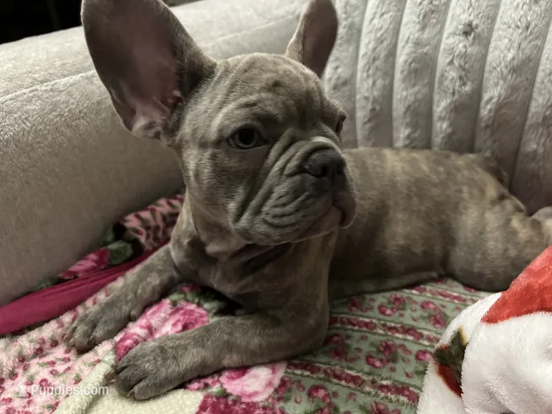 Sadie  – French Bulldog puppy for sale in Greenwood, FL