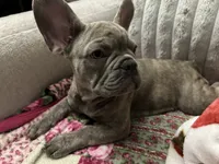 Sadie , a female French Bulldog for sale in Greenwood, FL – 1 of 10