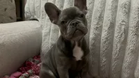 Charlotte, a female French Bulldog for sale in Greenwood, FL – 4 of 9