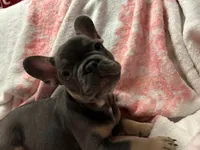 Yogi , a male French Bulldog for sale in Greenwood, FL – 3 of 7