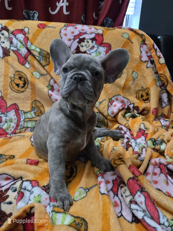 Sadie  – French Bulldog puppy for sale in Greenwood, FL