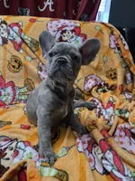Sadie , a female French Bulldog for sale in Greenwood, FL – 1 of 10