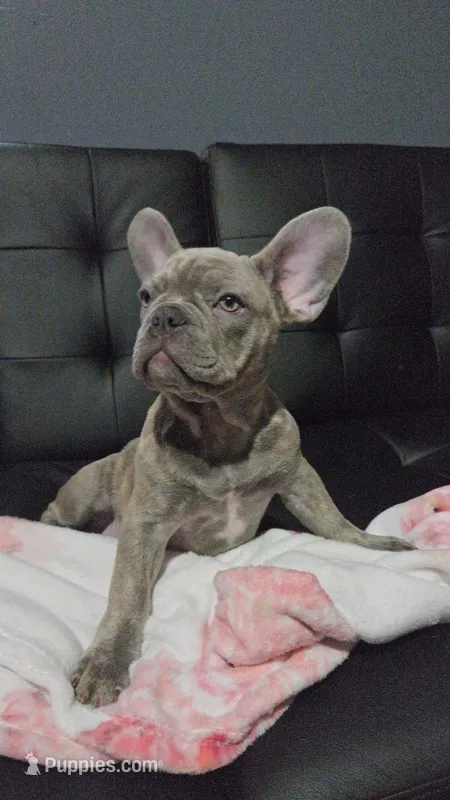 Sadie – French Bulldog puppy for sale in Greenwood, FL