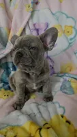  Sadie, a female French Bulldog for sale in Greenwood, FL – 7 of 9