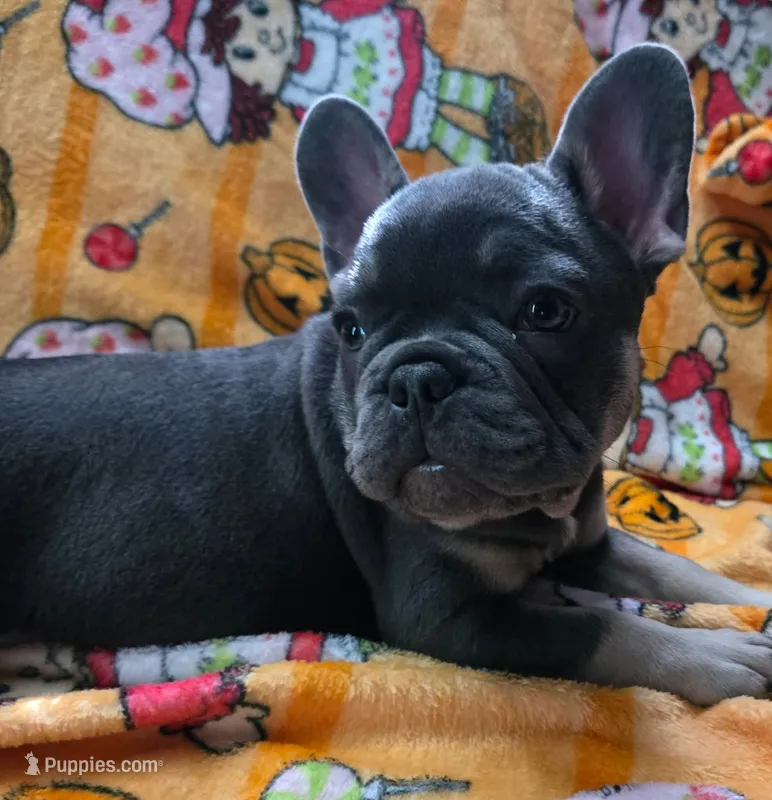 YOGI  – French Bulldog puppy for sale in Greenwood, FL