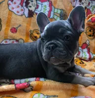 YOGI , a male French Bulldog for sale in Greenwood, FL – 1 of 10