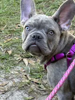 Sadie , a female French Bulldog for sale in Greenwood, FL – 5 of 10