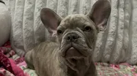 Sadie , a female French Bulldog for sale in Greenwood, FL – 5 of 7