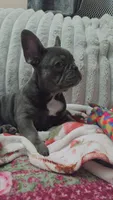 Charlotte, a female French Bulldog for sale in Greenwood, FL – 3 of 9