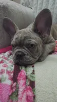 Sadie , a female French Bulldog for sale in Greenwood, FL – 3 of 7