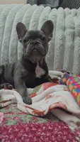 Charlotte, a female French Bulldog for sale in Greenwood, FL – 2 of 9