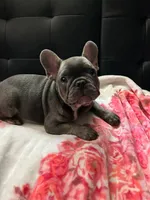 Blu , a male French Bulldog for sale in Greenwood, FL – 2 of 5