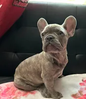 Sadie , a female French Bulldog for sale in Greenwood, FL – 3 of 5