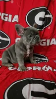 Blu, a male French Bulldog for sale in Greenwood, FL – 3 of 10