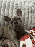 Sadie , a female French Bulldog for sale in Greenwood, FL – 4 of 8