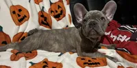 Sadie, a female French Bulldog for sale in Greenwood, FL – 5 of 8