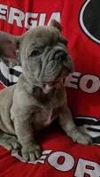  Sadie, a female French Bulldog for sale in Greenwood, FL – 9 of 9