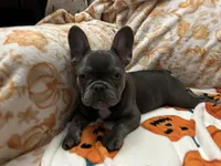 Charlotte, a female French Bulldog for sale in Greenwood, FL – 4 of 8