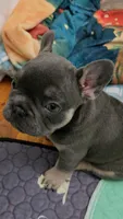 Yogi, a male French Bulldog for sale in Greenwood, FL – 3 of 10