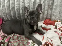 Charlotte, a female French Bulldog for sale in Greenwood, FL – 5 of 9