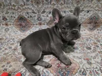 Charlotte, a female French Bulldog for sale in Greenwood, FL – 8 of 8