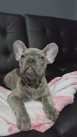 Sadie, a female French Bulldog for sale in Greenwood, FL – 6 of 8