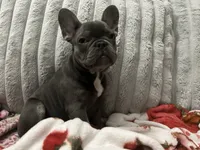 Charlotte, a female French Bulldog for sale in Greenwood, FL – 4 of 7