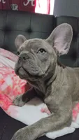 Sadie, a female French Bulldog for sale in Greenwood, FL – 3 of 8