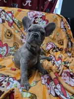 Sadie , a female French Bulldog for sale in Greenwood, FL – 8 of 10