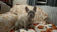 Sadie , a female French Bulldog for sale in Greenwood, FL – 6 of 10