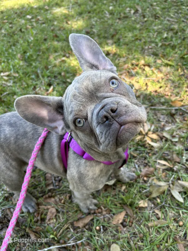 Sadie  – French Bulldog puppy for sale in Greenwood, FL