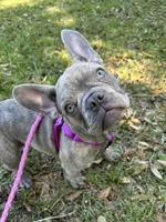 Sadie , a female French Bulldog for sale in Greenwood, FL – 1 of 10