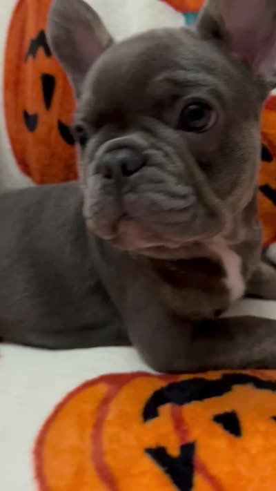 Blu , a male French Bulldog for sale in Greenwood, FL – 7 of 8