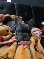 Blu, a male French Bulldog for sale in Greenwood, FL – 6 of 10