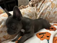 Charlotte, a female French Bulldog for sale in Greenwood, FL – 2 of 8