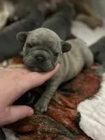 Sadie , a female French Bulldog for sale in Greenwood, FL – 1 of 10