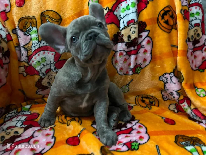 Sadie – French Bulldog puppy for sale in Greenwood, FL