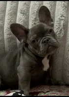 Charlotte, a female French Bulldog for sale in Greenwood, FL – 3 of 9