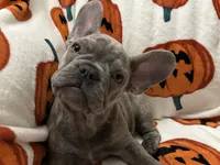 Sadie , a female French Bulldog for sale in Greenwood, FL – 7 of 10