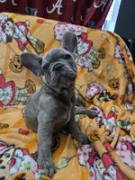 Sadie , a female French Bulldog for sale in Greenwood, FL – 3 of 10