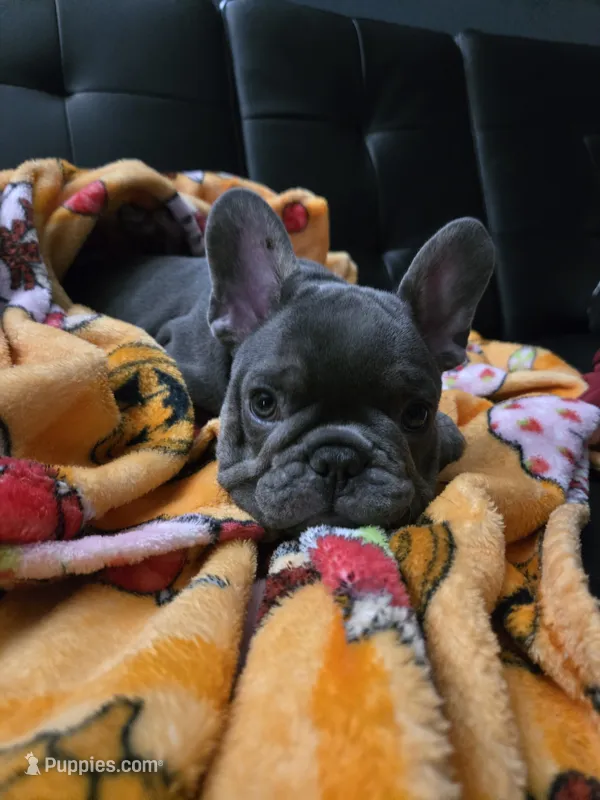 Blu – French Bulldog puppy for sale in Greenwood, FL