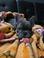 Blu, a male French Bulldog for sale in Greenwood, FL – 1 of 10