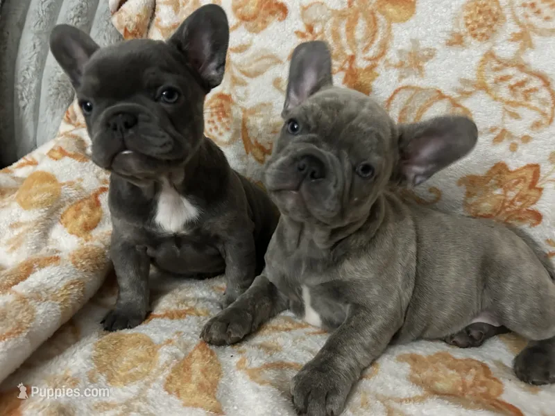  Sadie – French Bulldog puppy for sale in Greenwood, FL