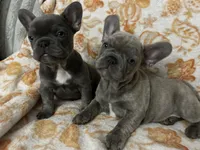  Sadie, a female French Bulldog for sale in Greenwood, FL – 1 of 9