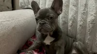 Charlotte, a female French Bulldog for sale in Greenwood, FL – 5 of 9