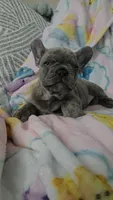  Sadie, a female French Bulldog for sale in Greenwood, FL – 4 of 9