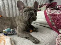 Sadie , a female French Bulldog for sale in Greenwood, FL – 10 of 10